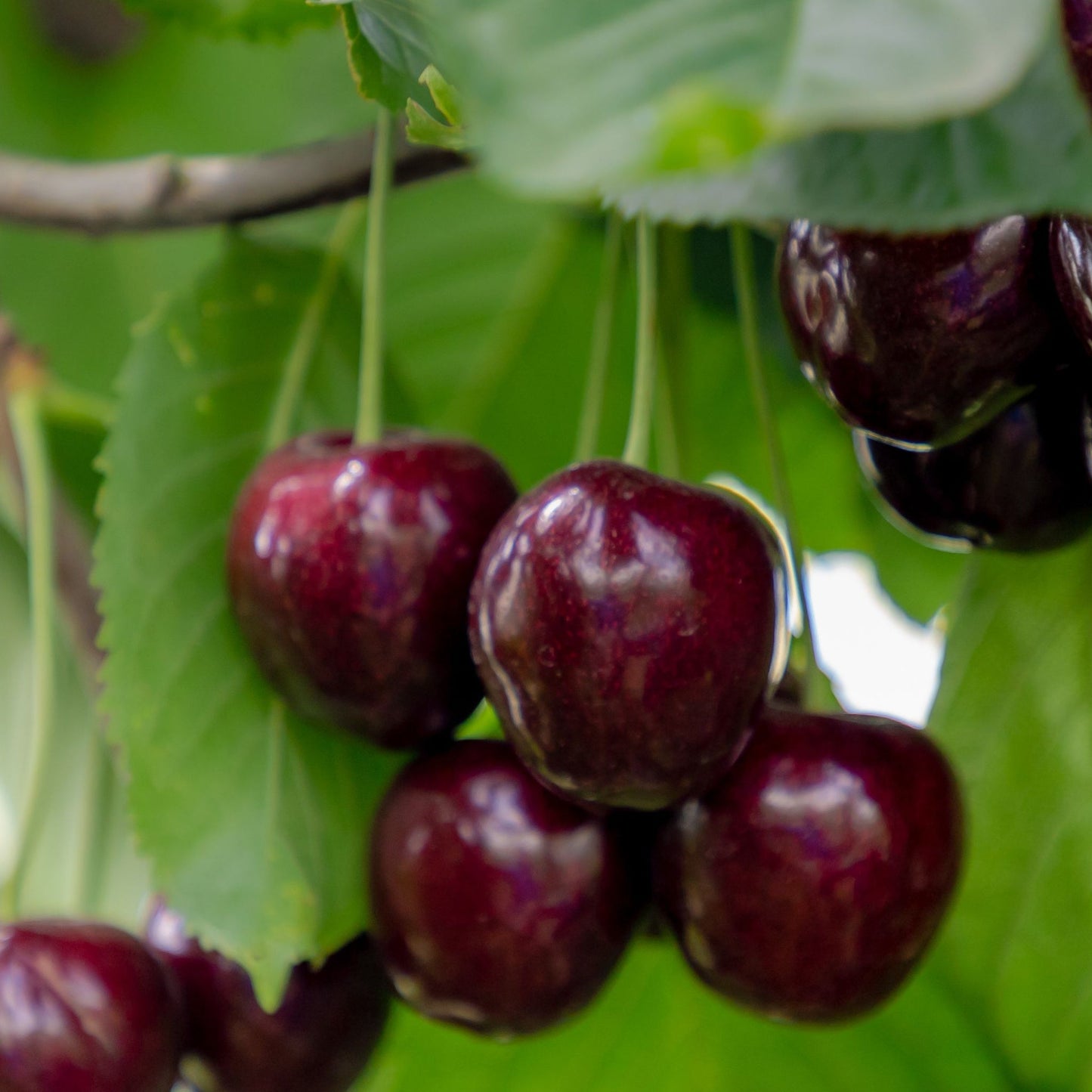 Dwarf Patio Cherry Tree 'Kordia' 1M