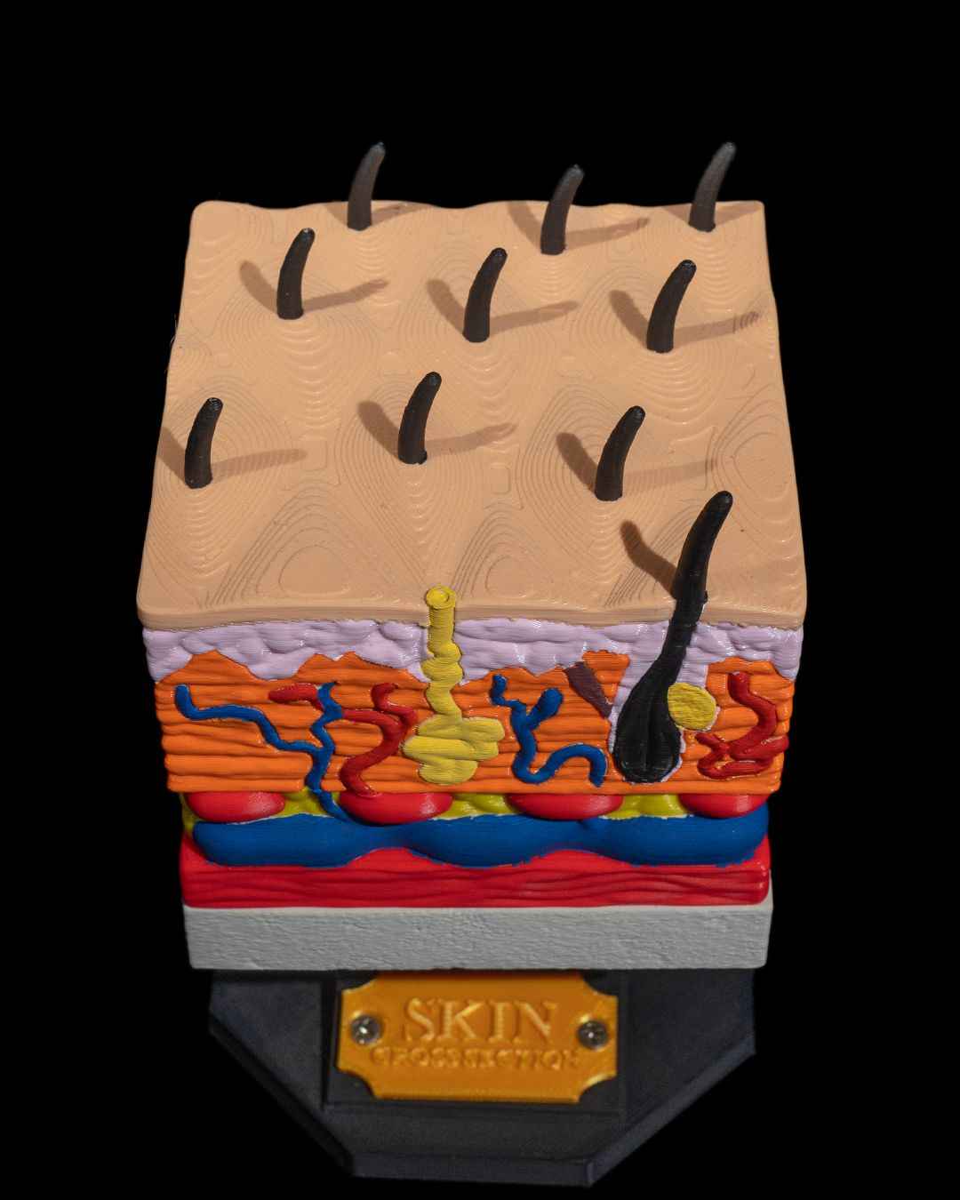 Skin Cross Section educational model