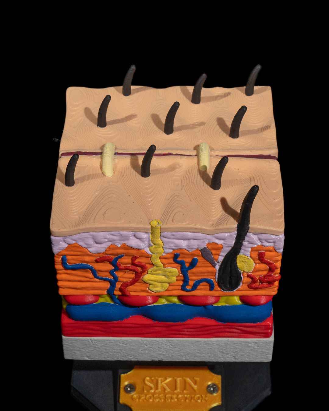 Skin Cross Section educational model