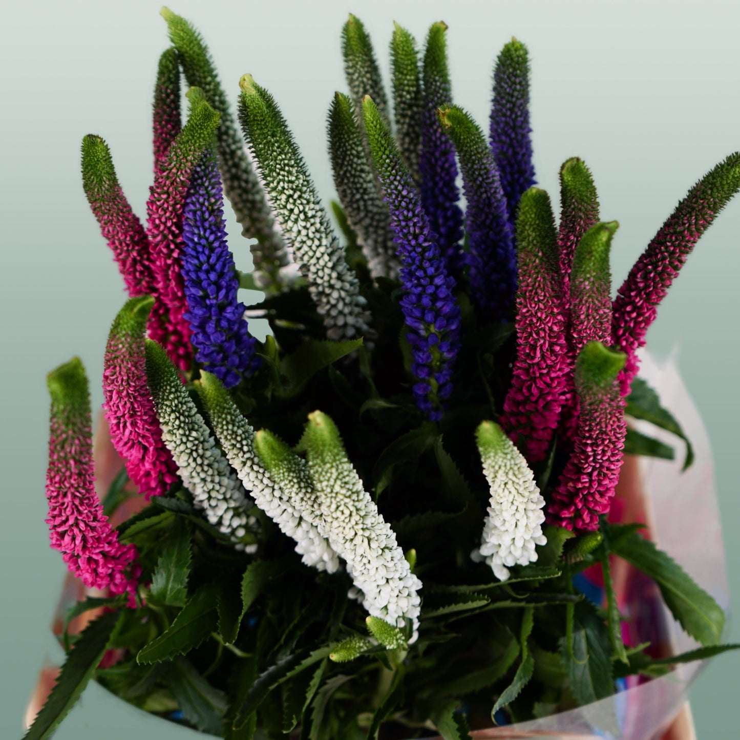 Mixed Veronica Cut Stems – 50cm