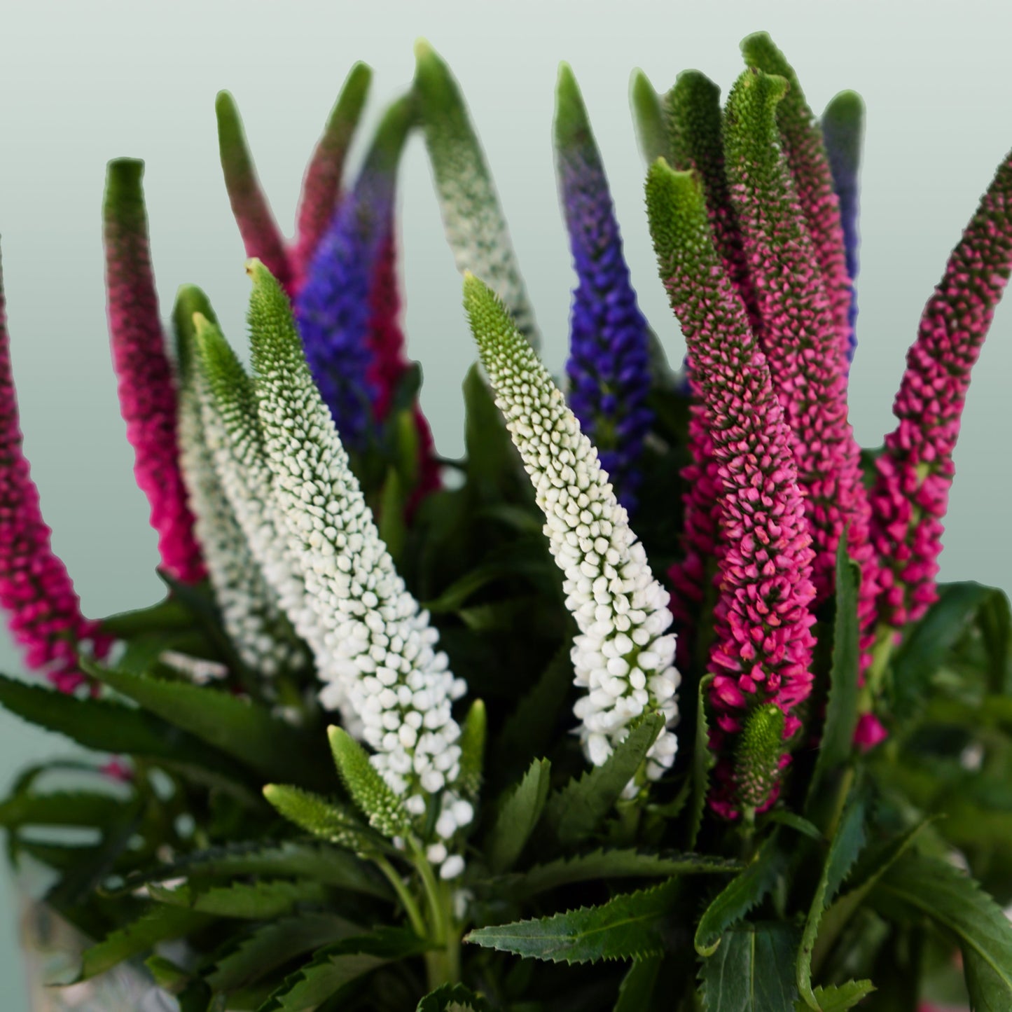 Mixed Veronica Cut Stems – 50cm