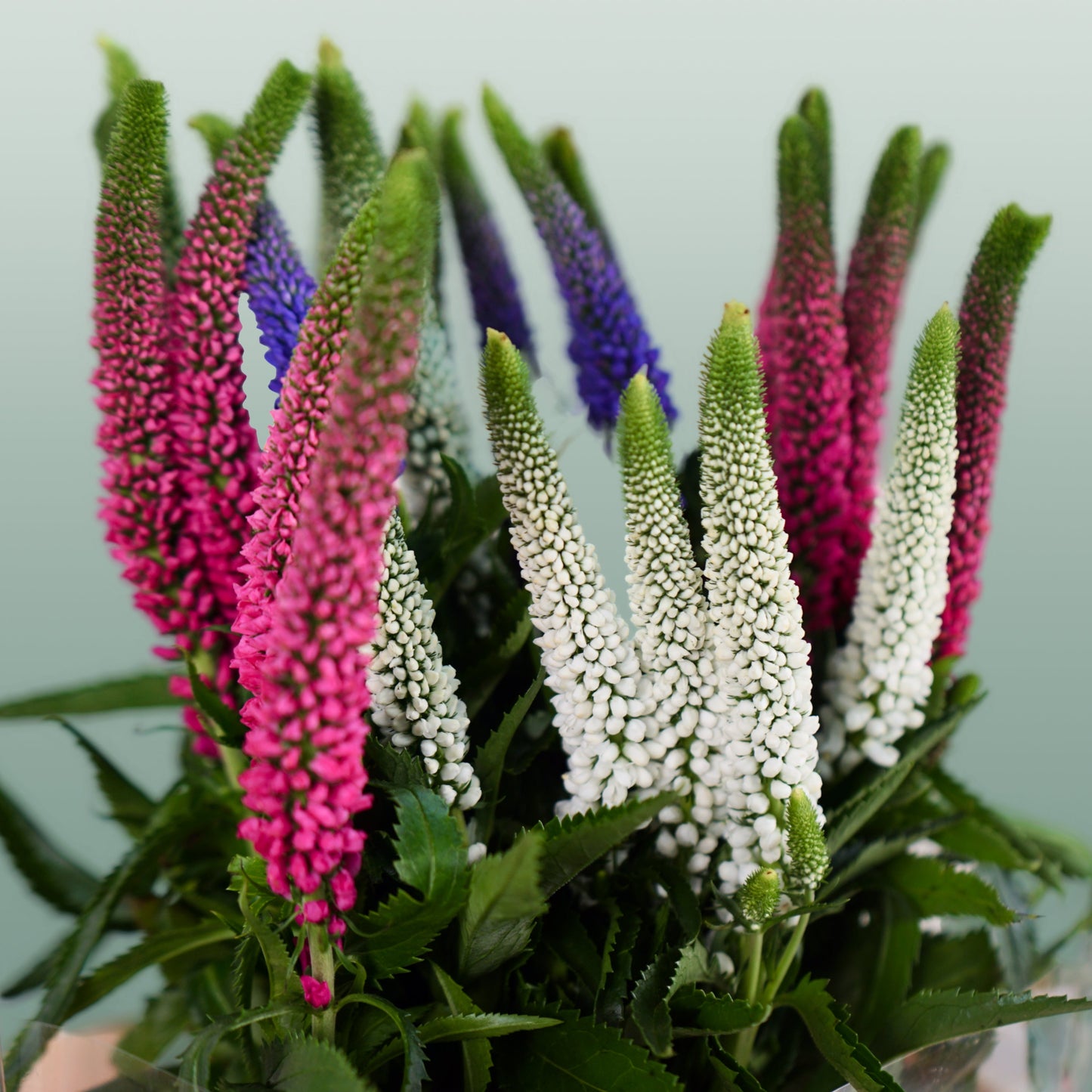 Mixed Veronica Cut Stems – 50cm