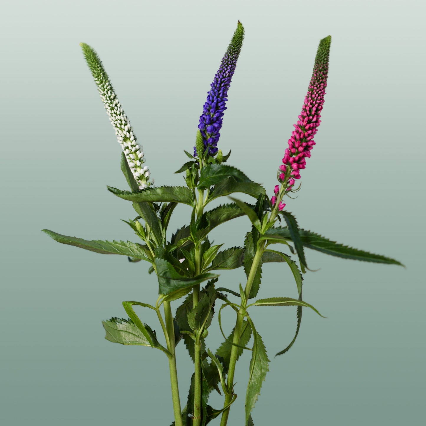 Mixed Veronica Cut Stems – 50cm