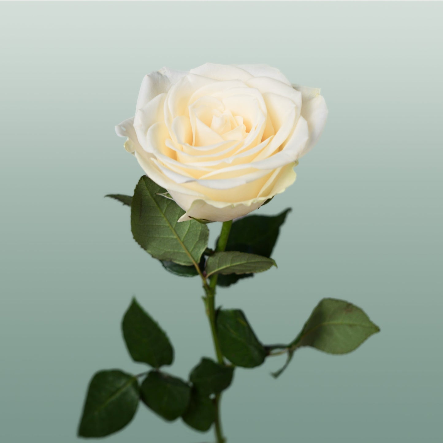Rose - Snowstorm+