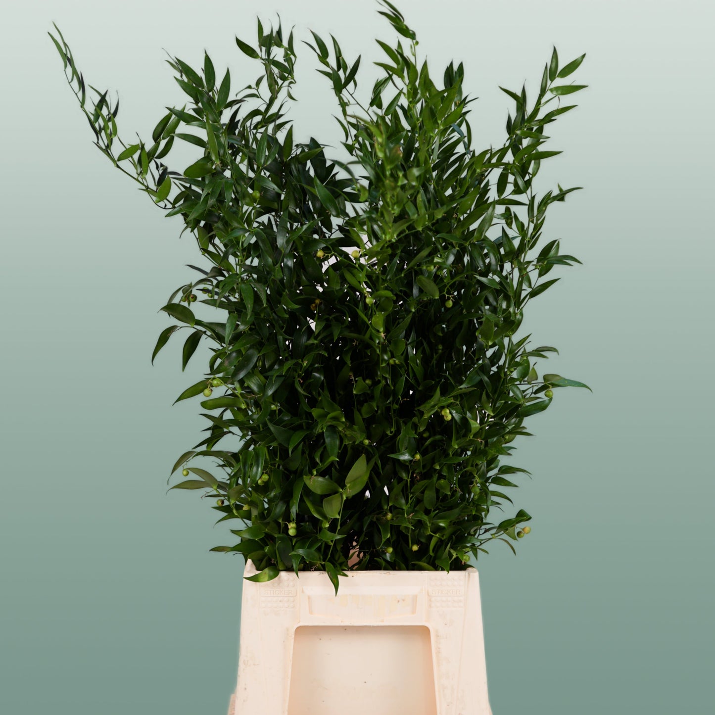 Ruscus Soft