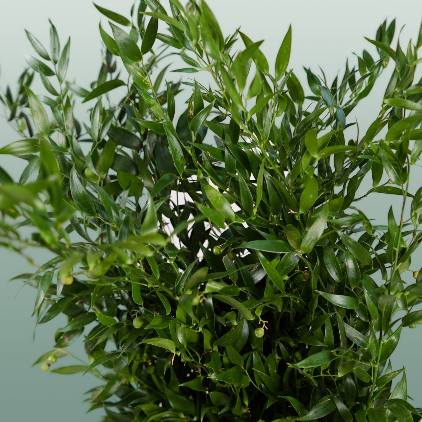 Ruscus Soft