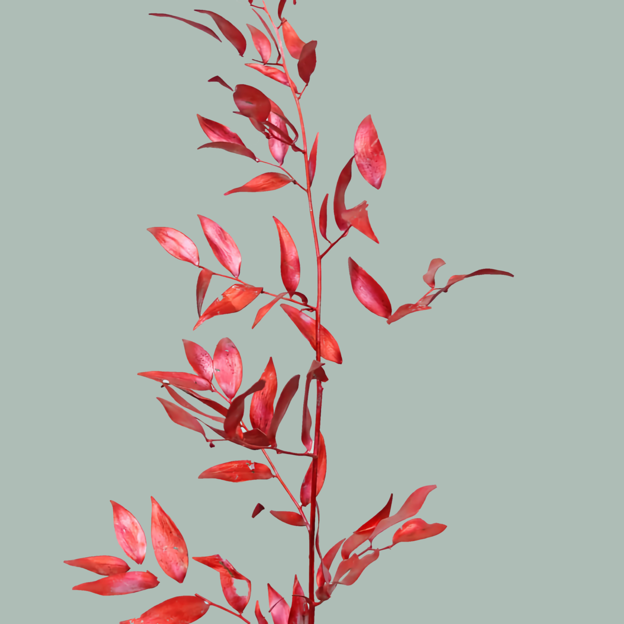 GR Ruscus Soft Dyed Red