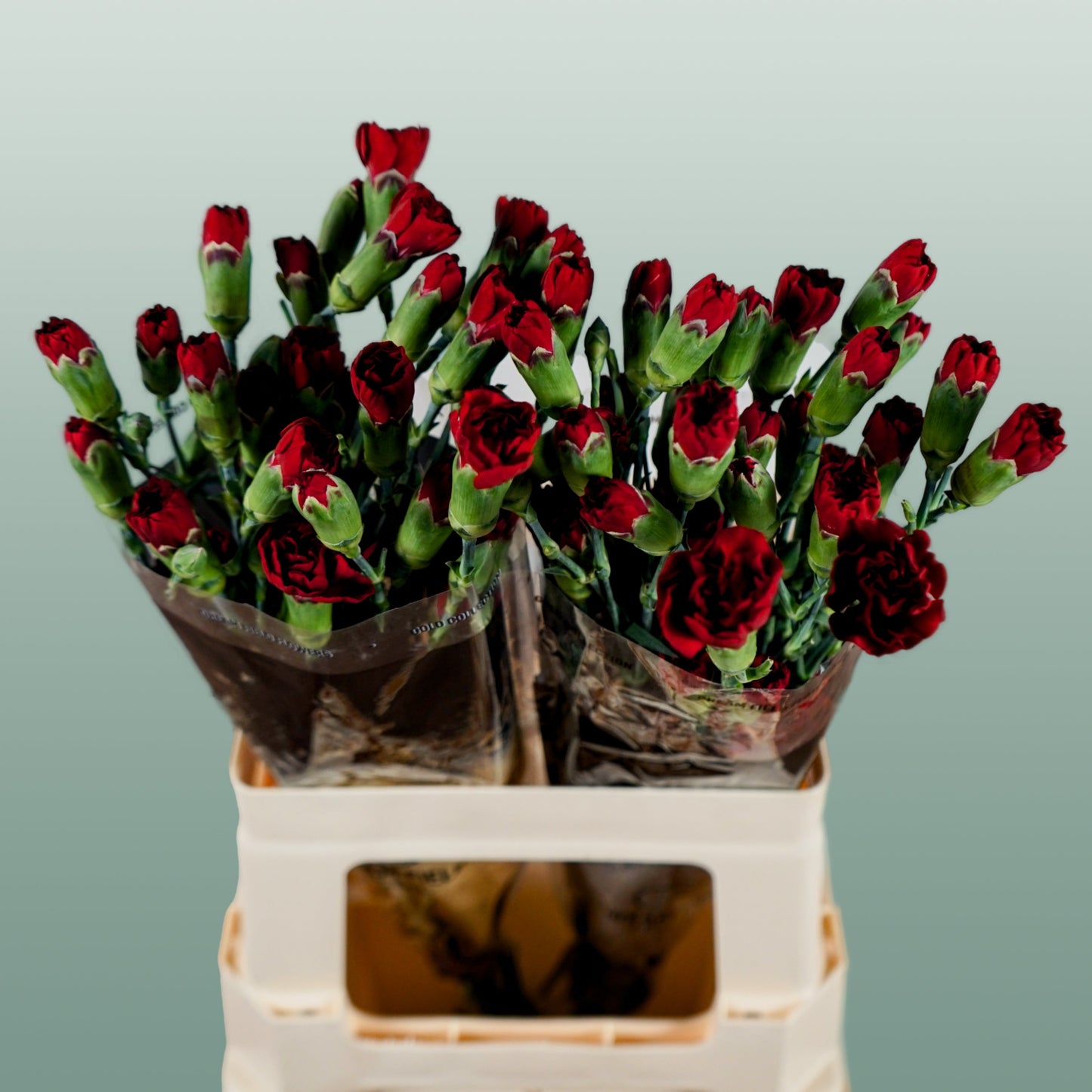 Spray Carnation - Dianthus - Chateau