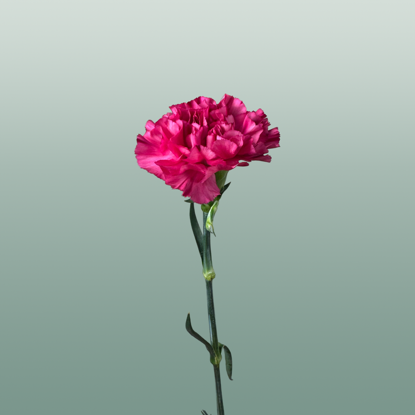 Carnation Standard Bernard