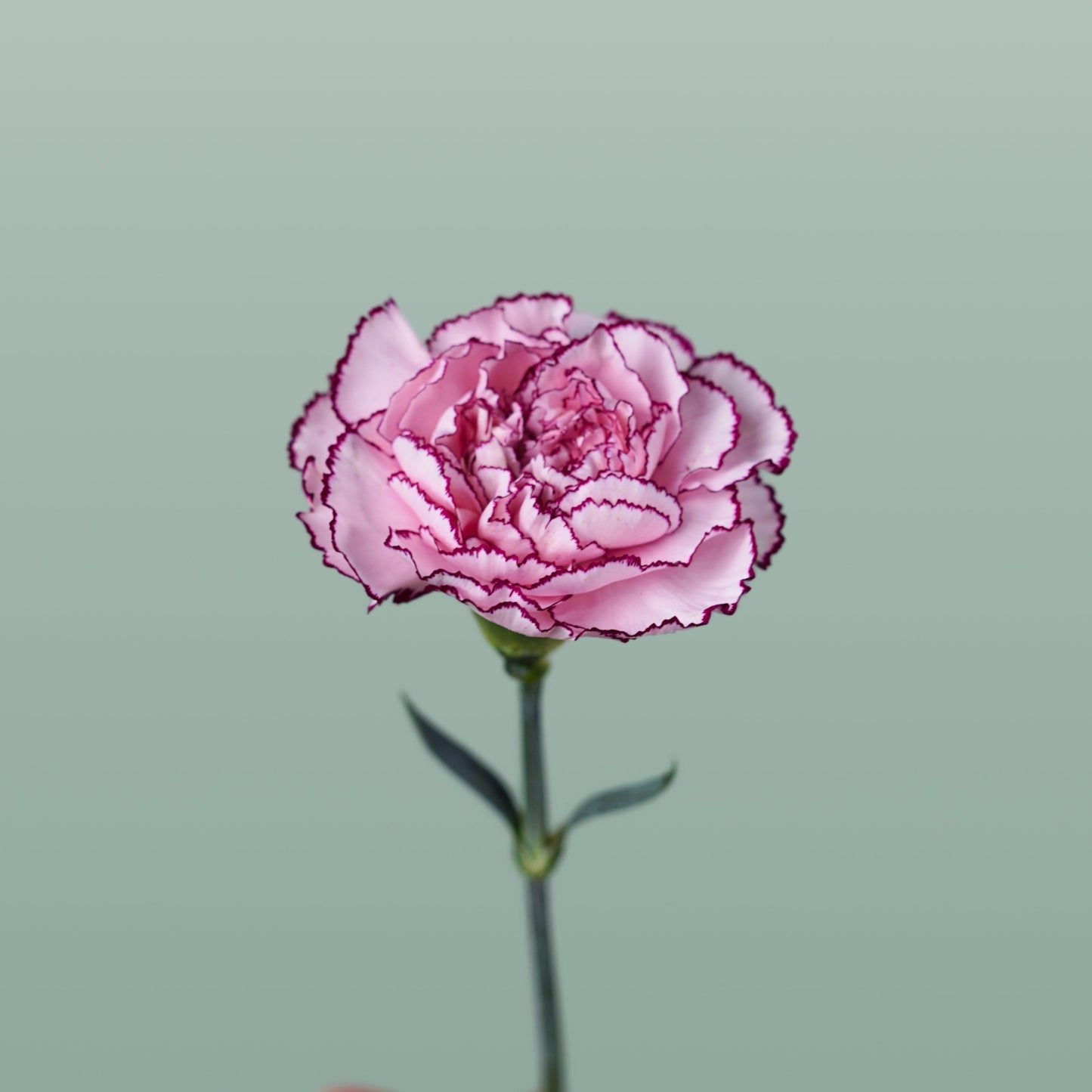 Carnation - Dianthus - Royal Damascus