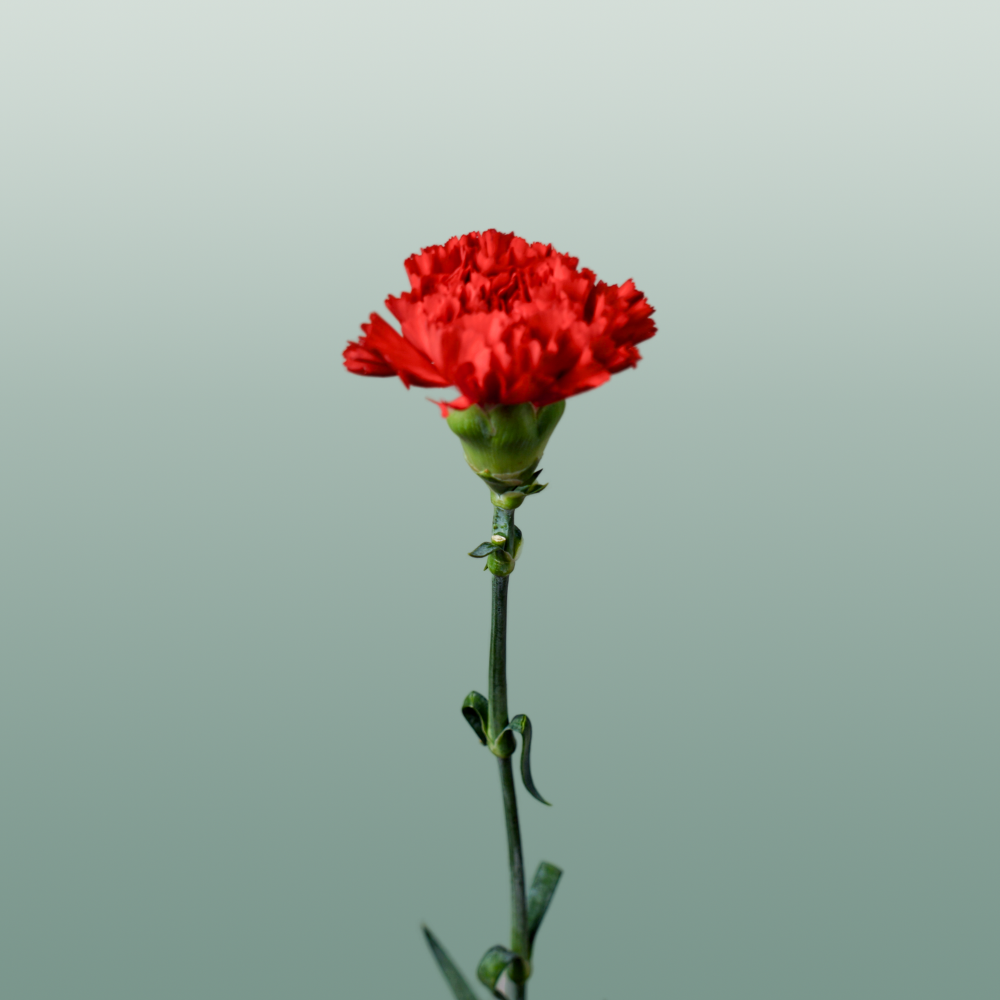 Carnation - Dianthus - Don Pedro