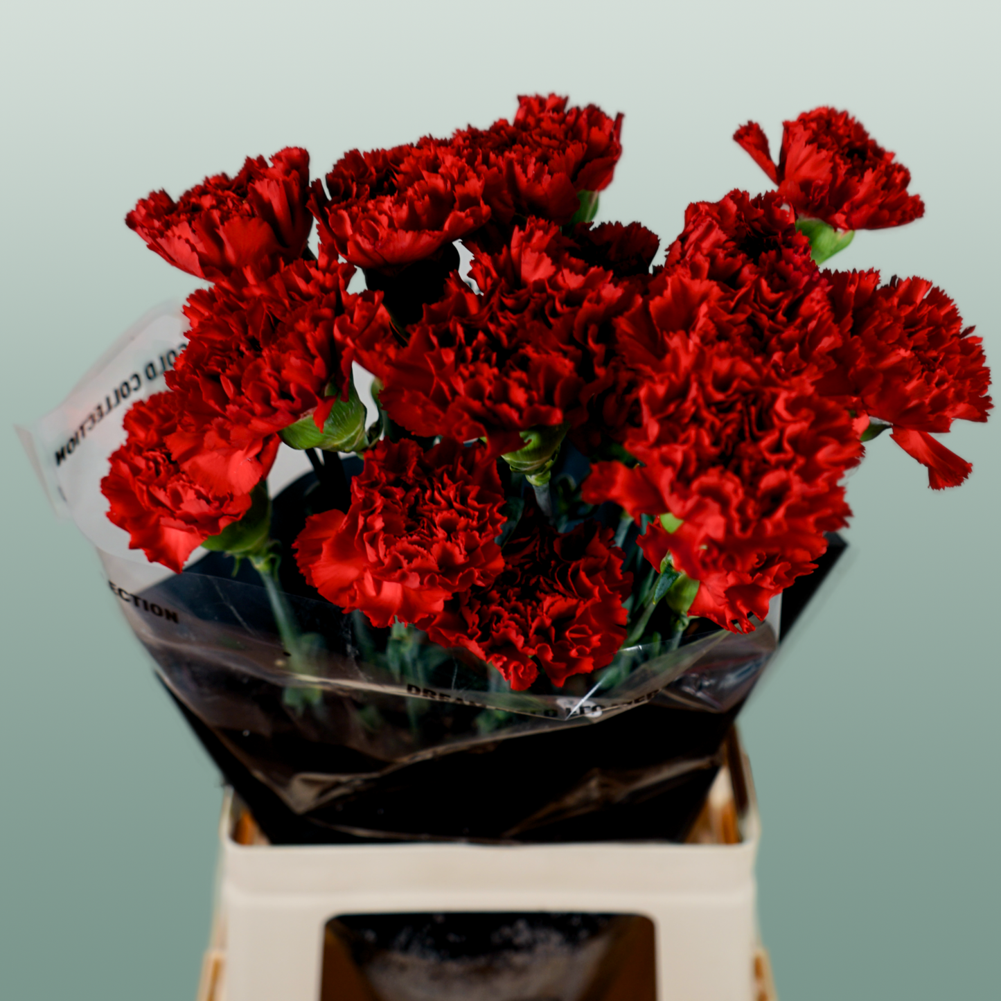 Carnation - Dianthus - Don Pedro