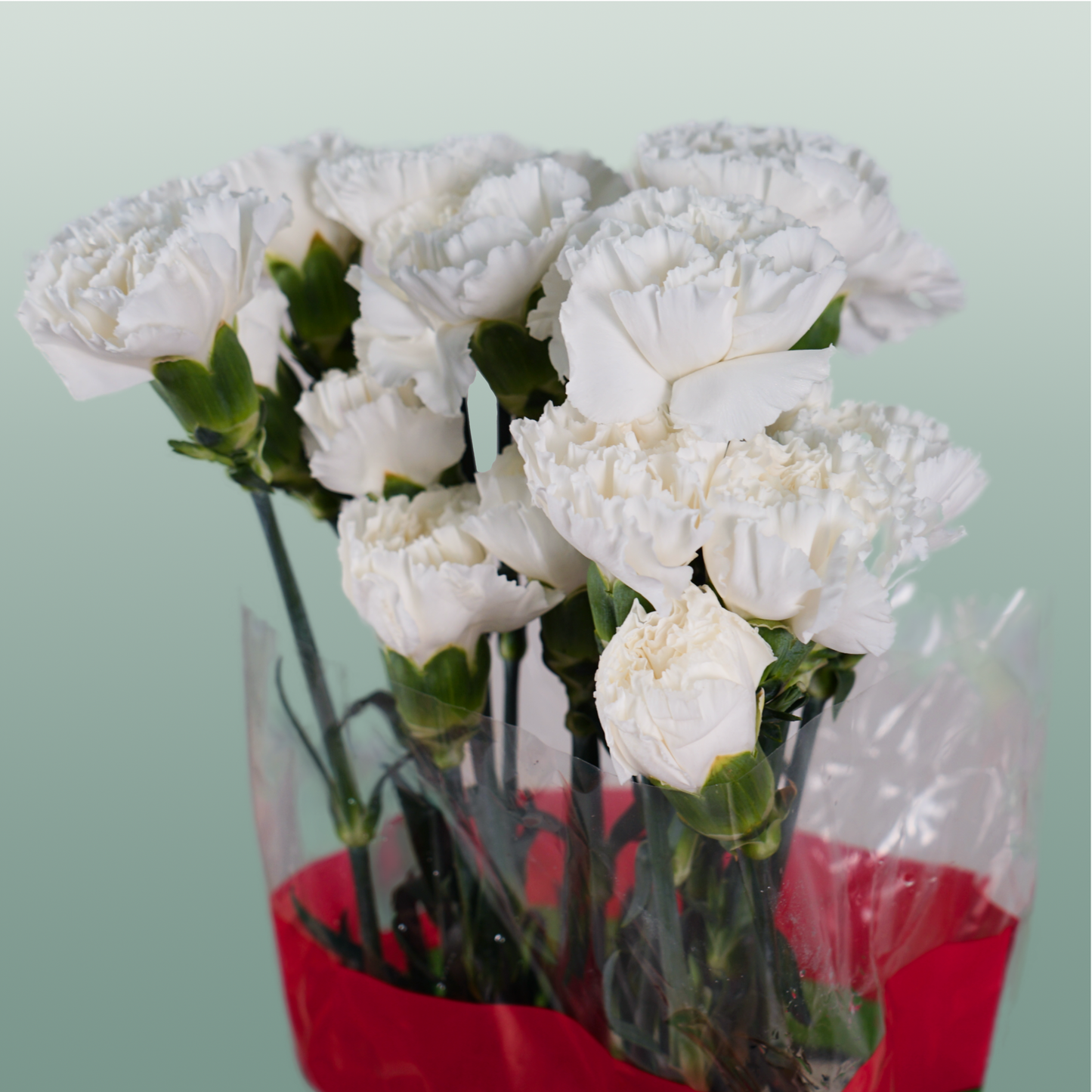 Standard Carnation - Dianthus - Moonlight
