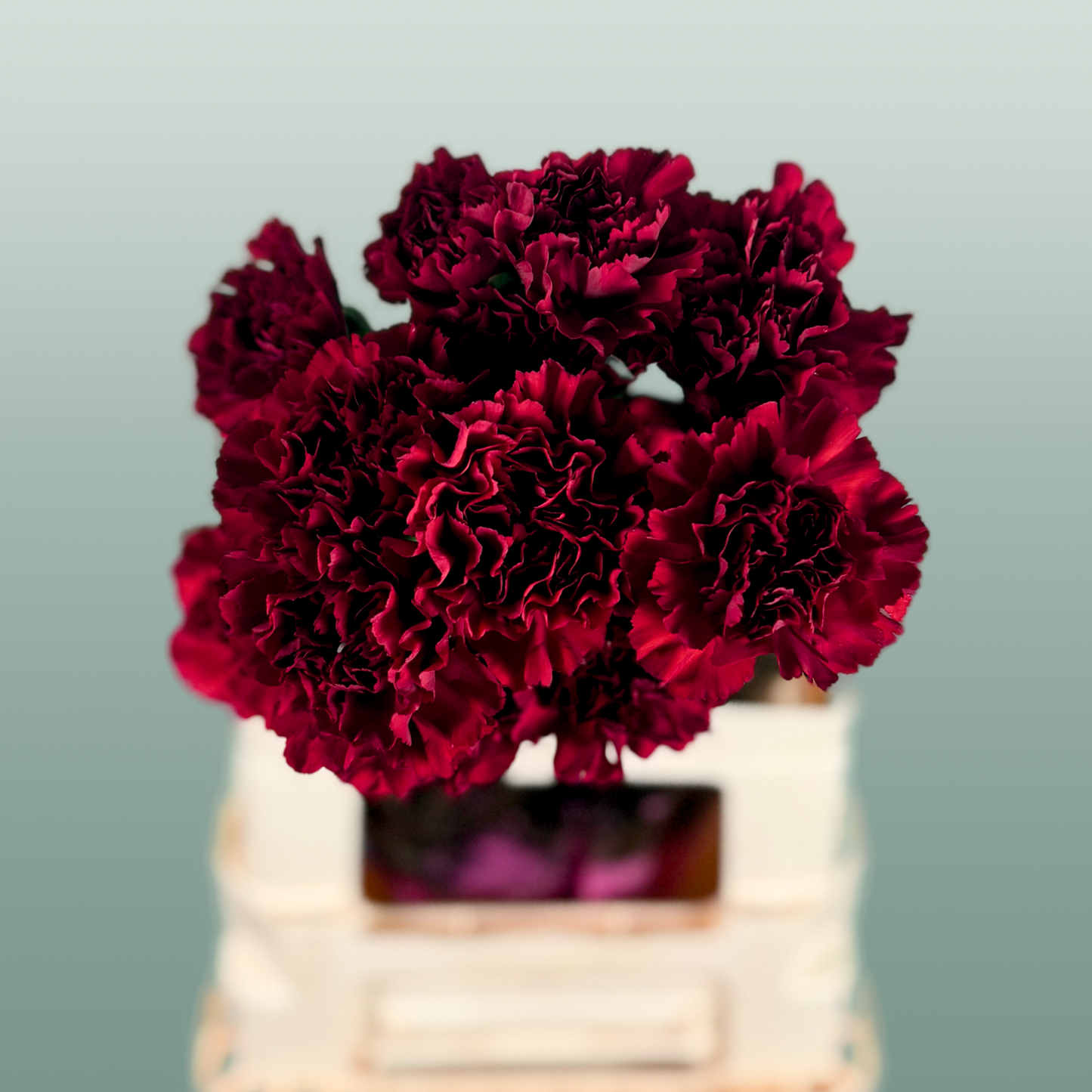 Carnation Standard Zurigo (20 Stems)