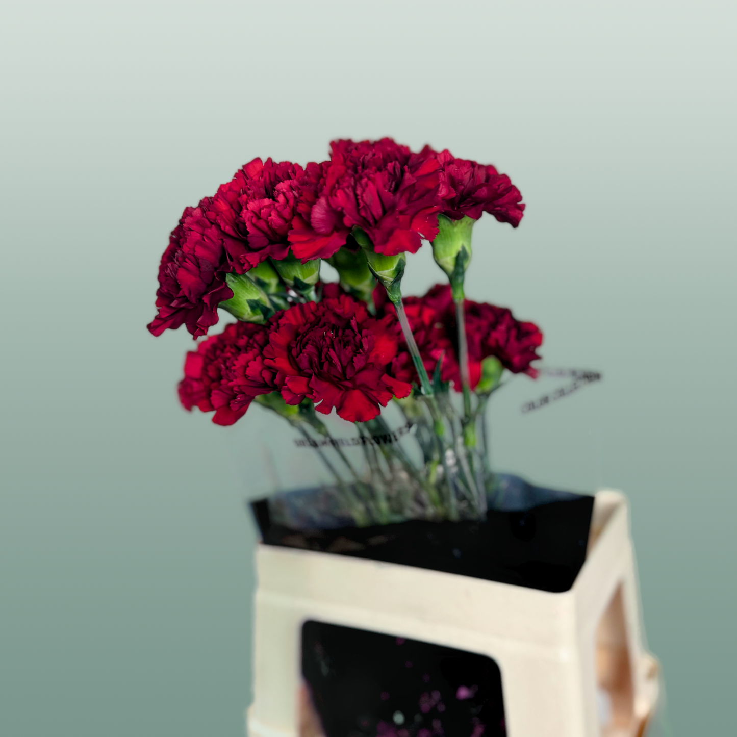 Carnation Standard Zurigo (20 Stems)