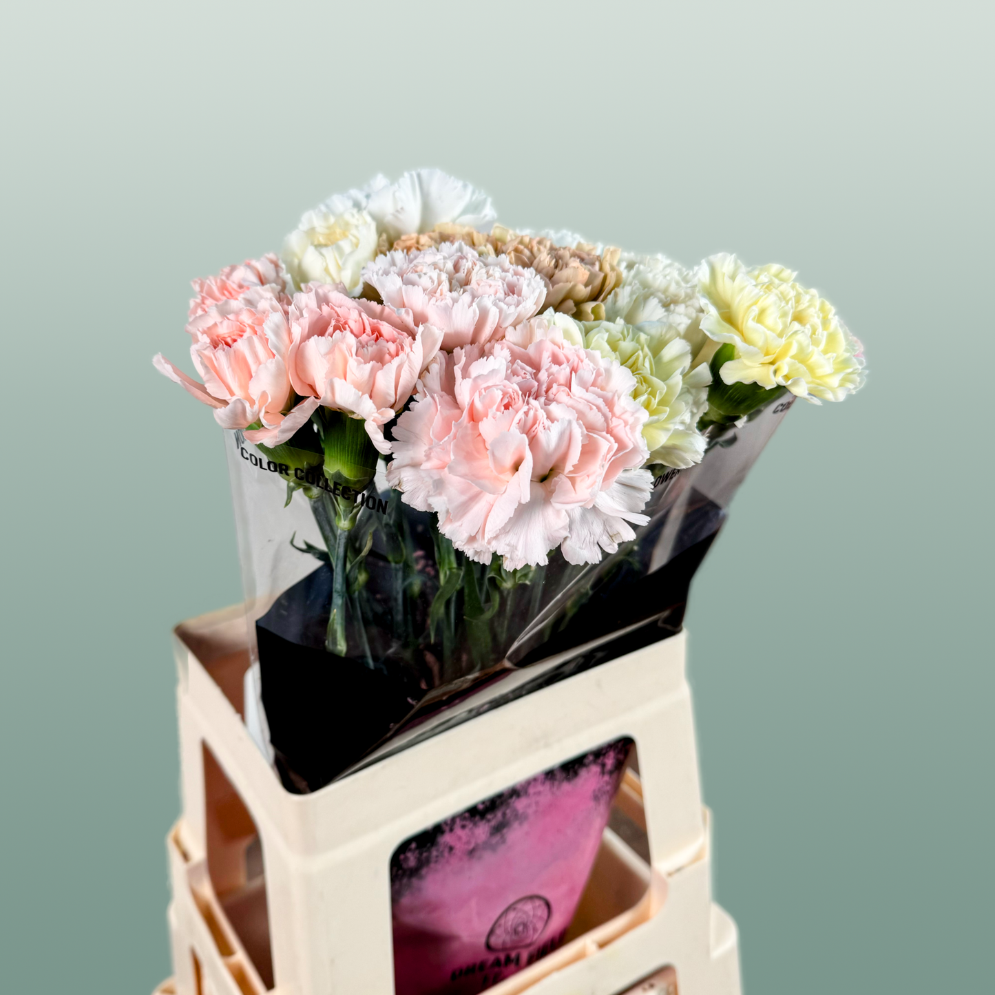 Carnation - Dianthus - Overig