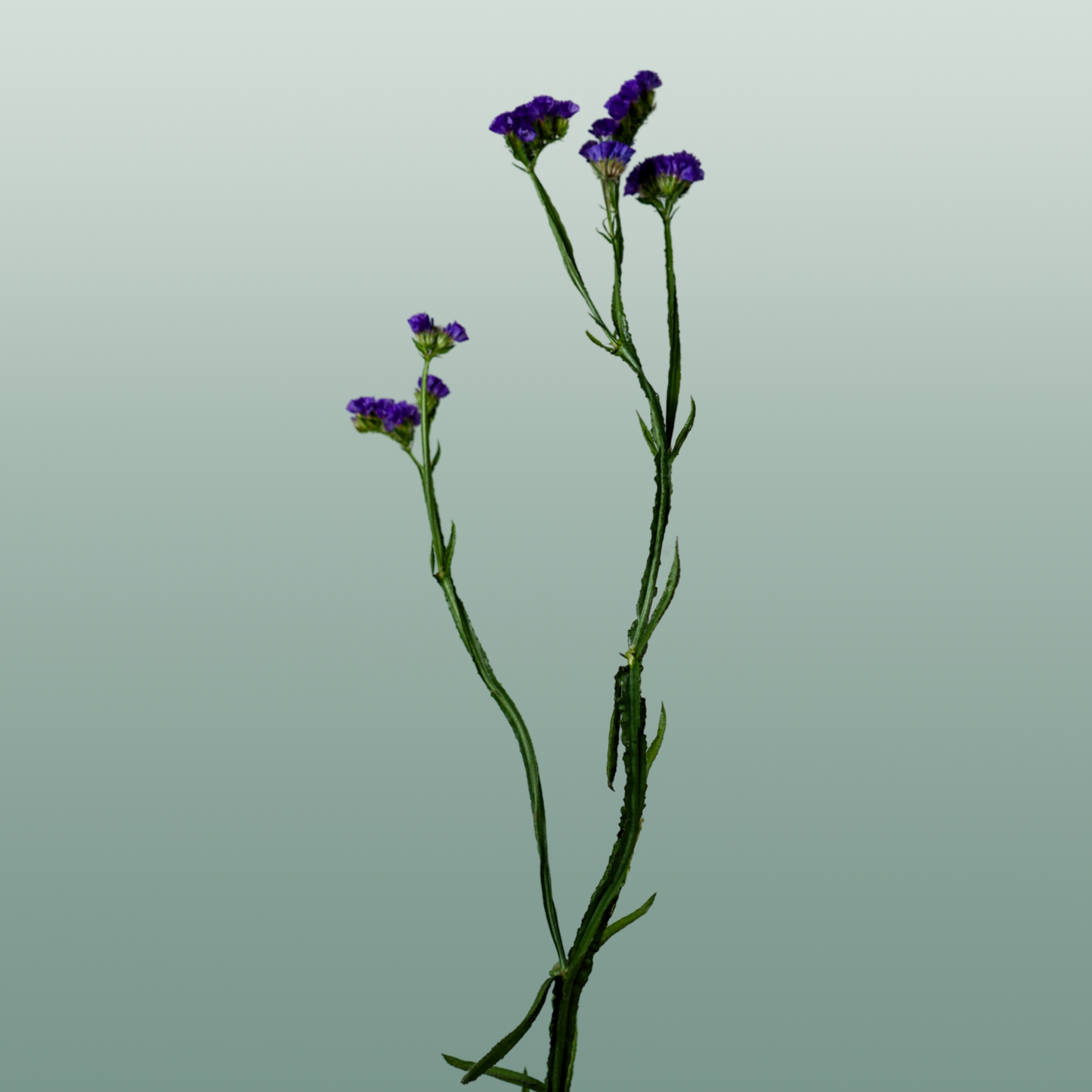 Limonium Statice Crystal Dark Blue (25 Stems)