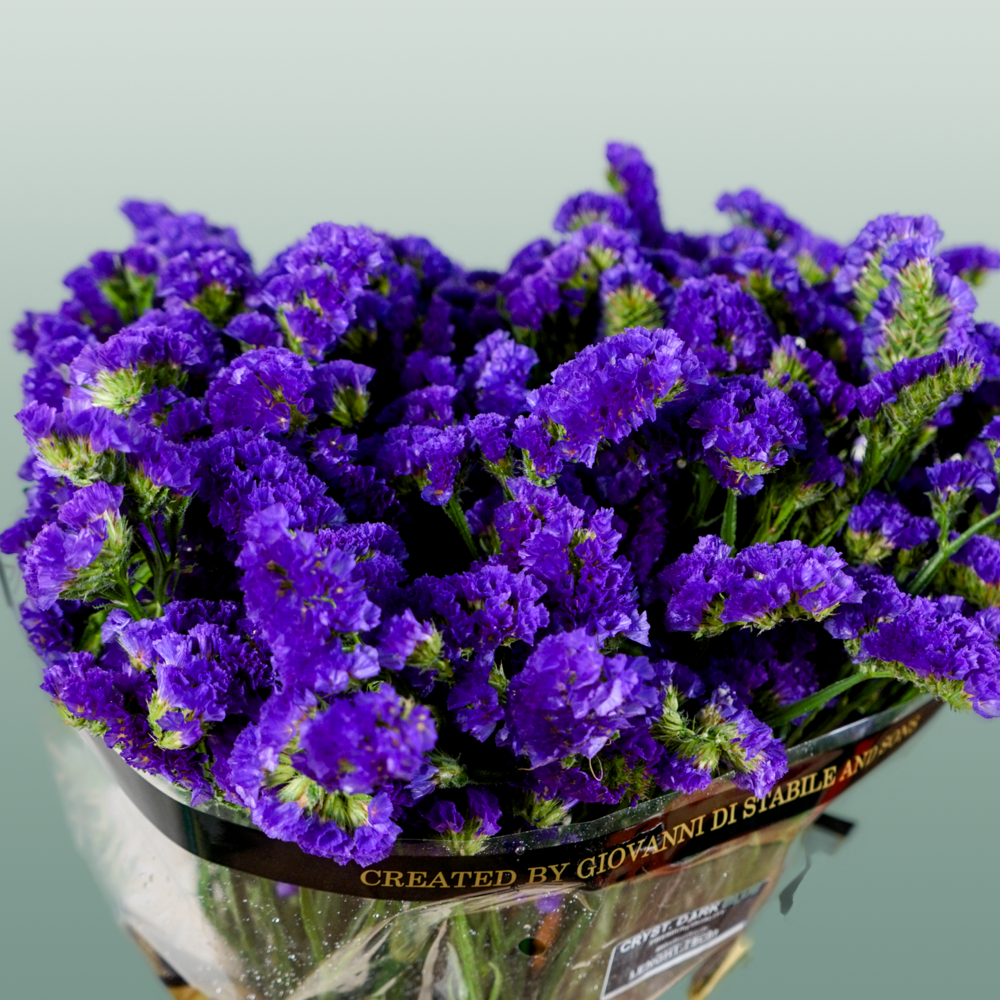 Limonium Statice Crystal Dark Blue (25 Stems)