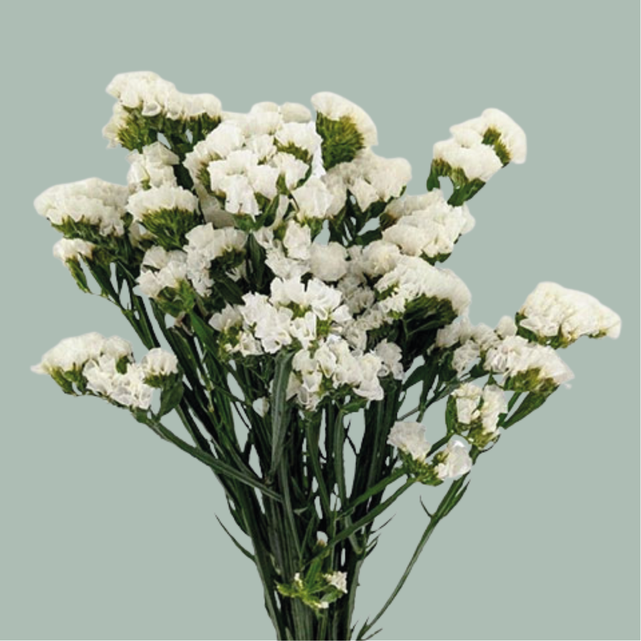 Limonium Statice Starlight Wings