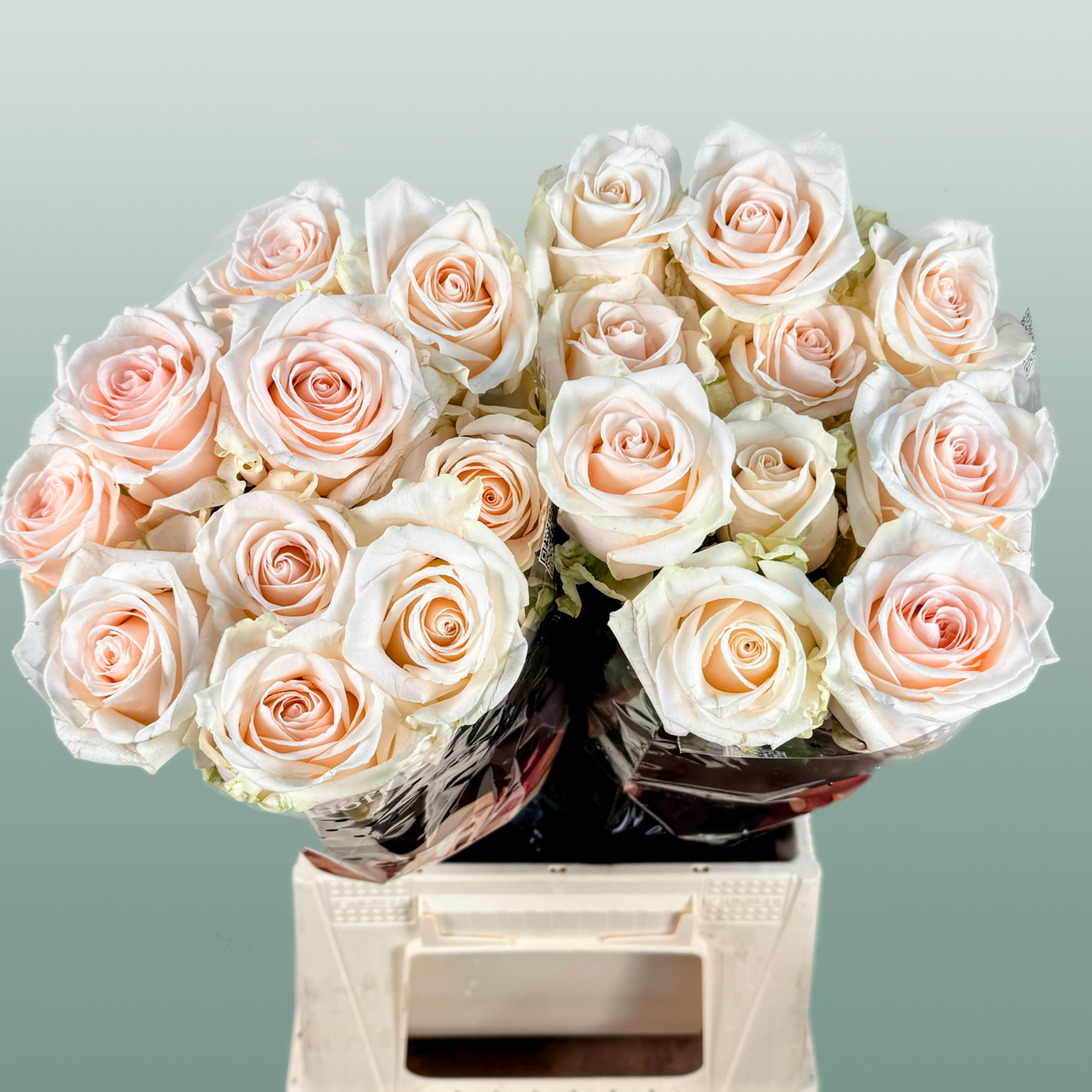 Rose - Rosa - Sweet Caroline