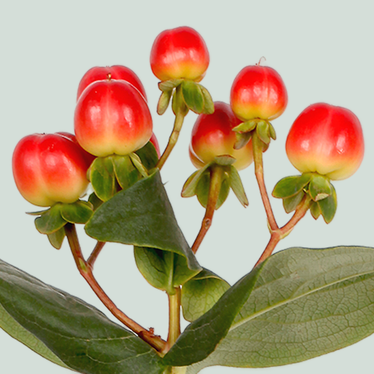 Red Hypericum ‘Alltango’ – 50cm Stems