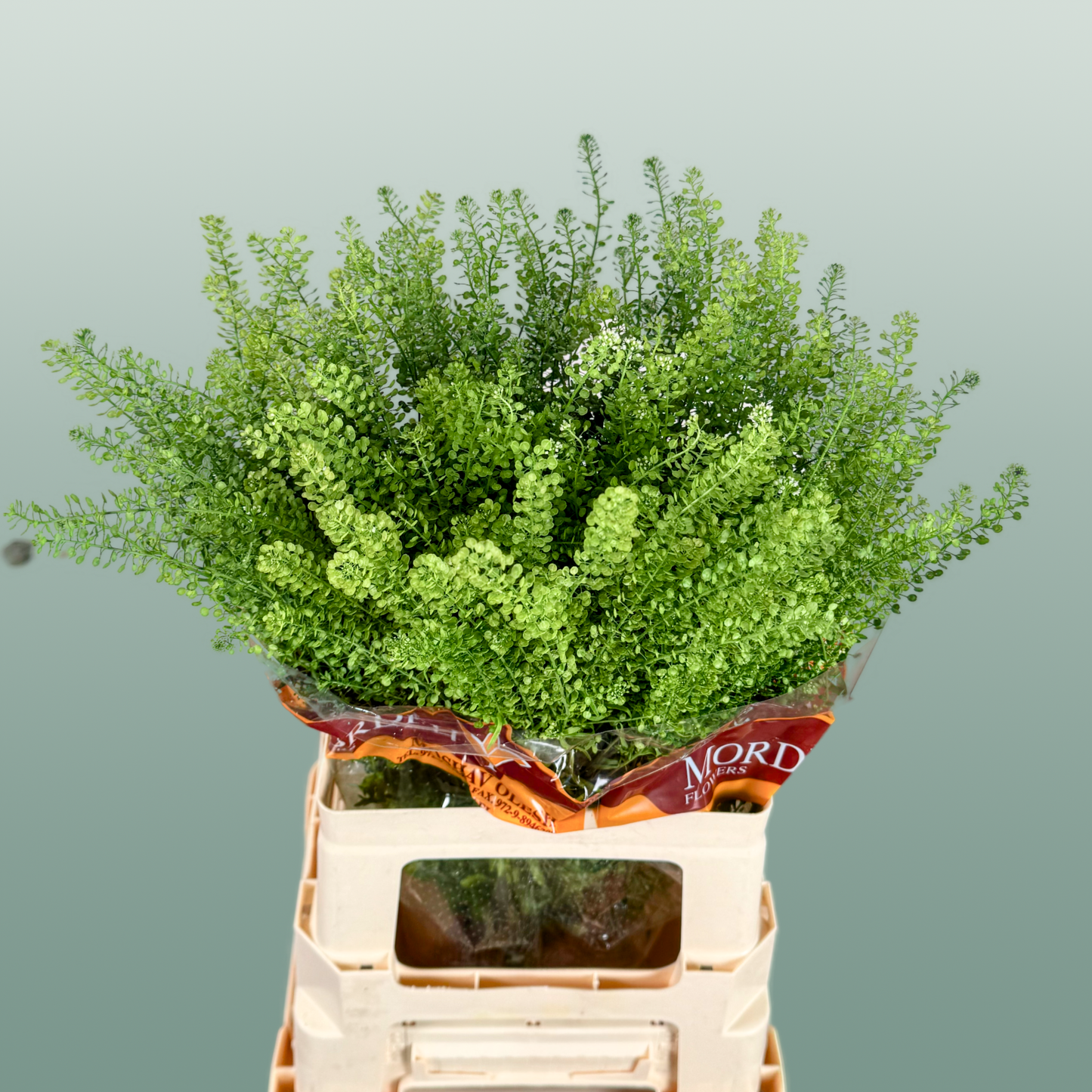 Lepidium Green Bell Thlaspi