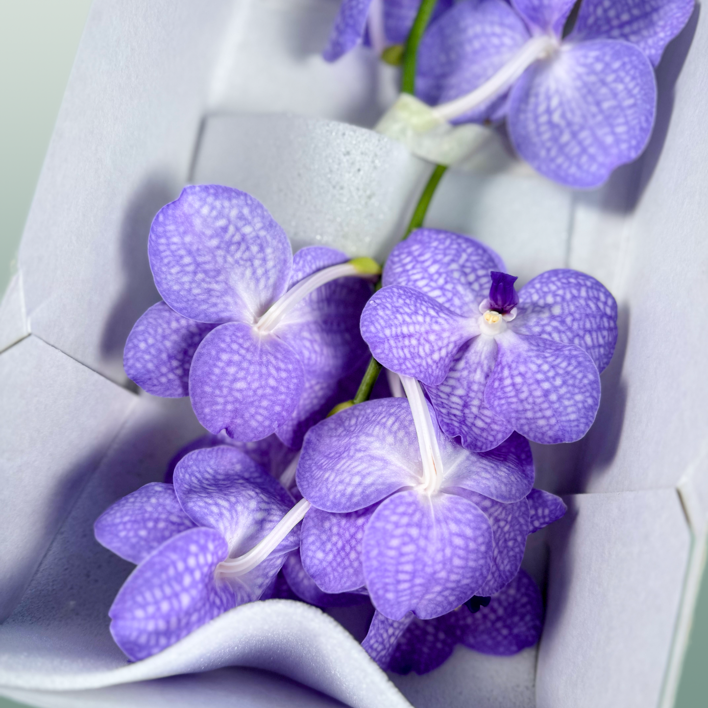 Orchid Vanda Kan Angelite