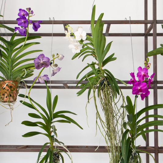 Vanda Orchid - Vanda 'Lila' - Height 55-65cm