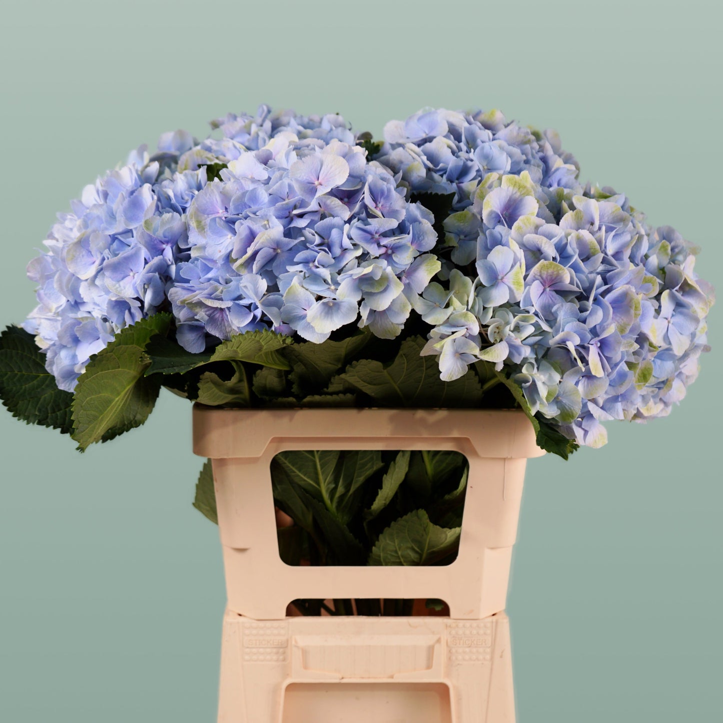 Hydrangea Verena Pastel (10 Stems)