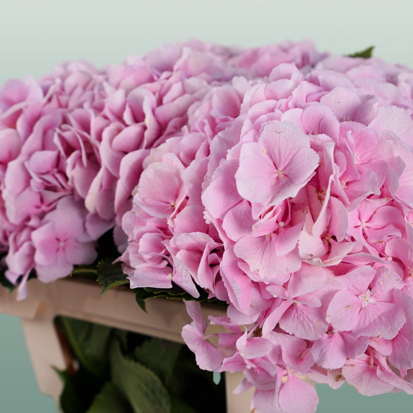 Hydrangea - Hydrangea - Verena