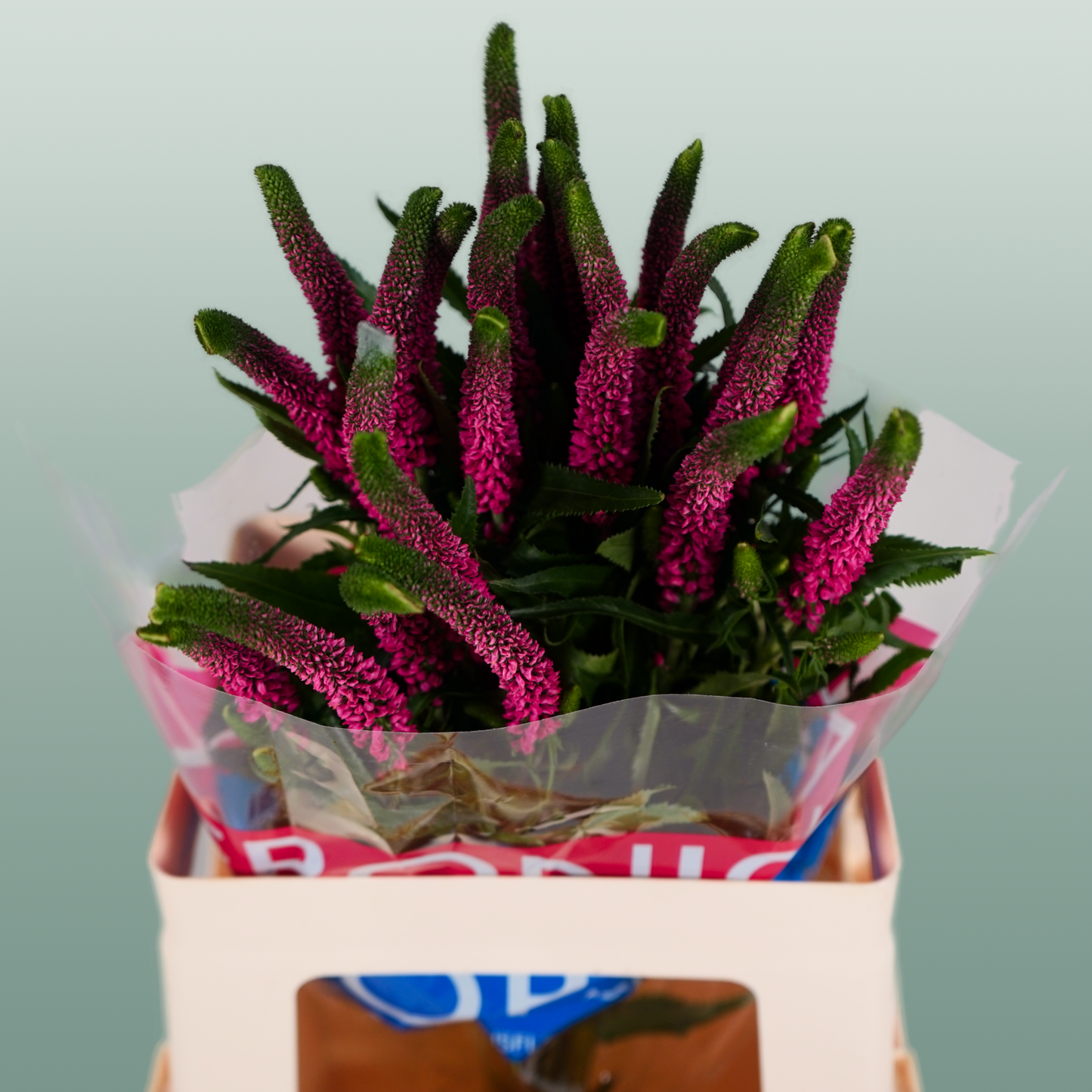 Pink Veronica ‘Allisel’ – 60cm Stems