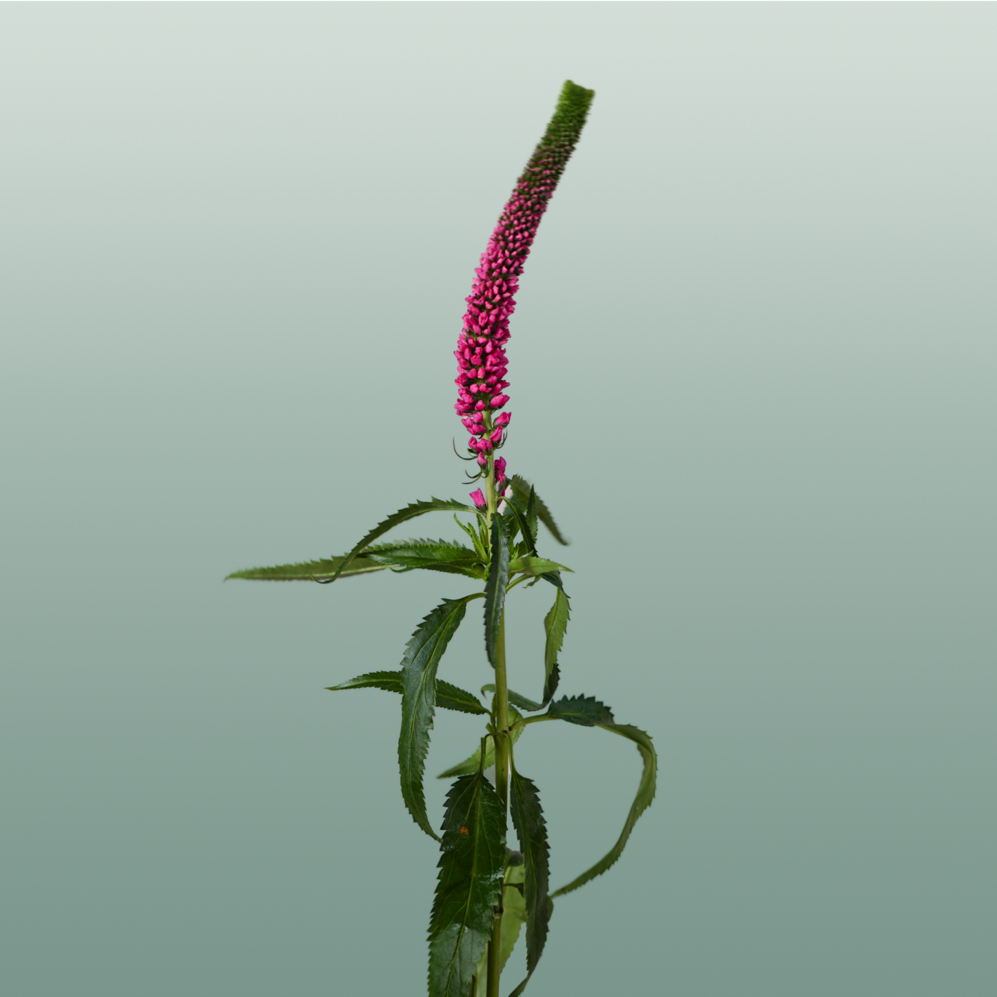 Pink Veronica ‘Allisel’ – 60cm Stems