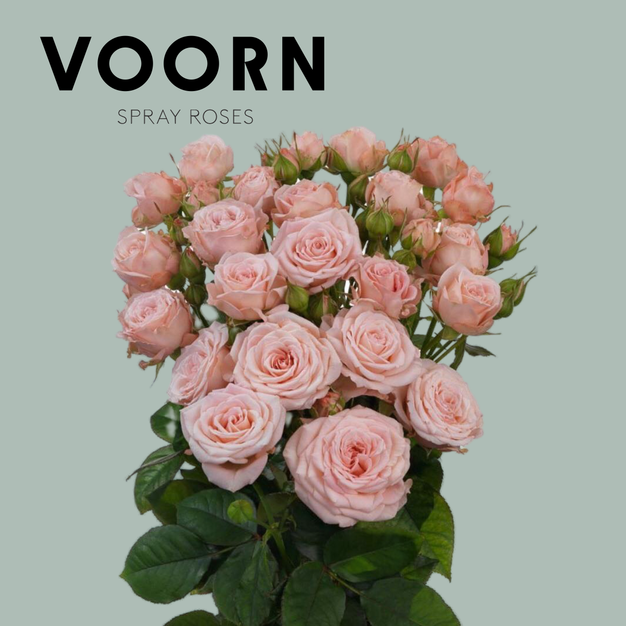 Spray Rose - Rosa - Aerobic