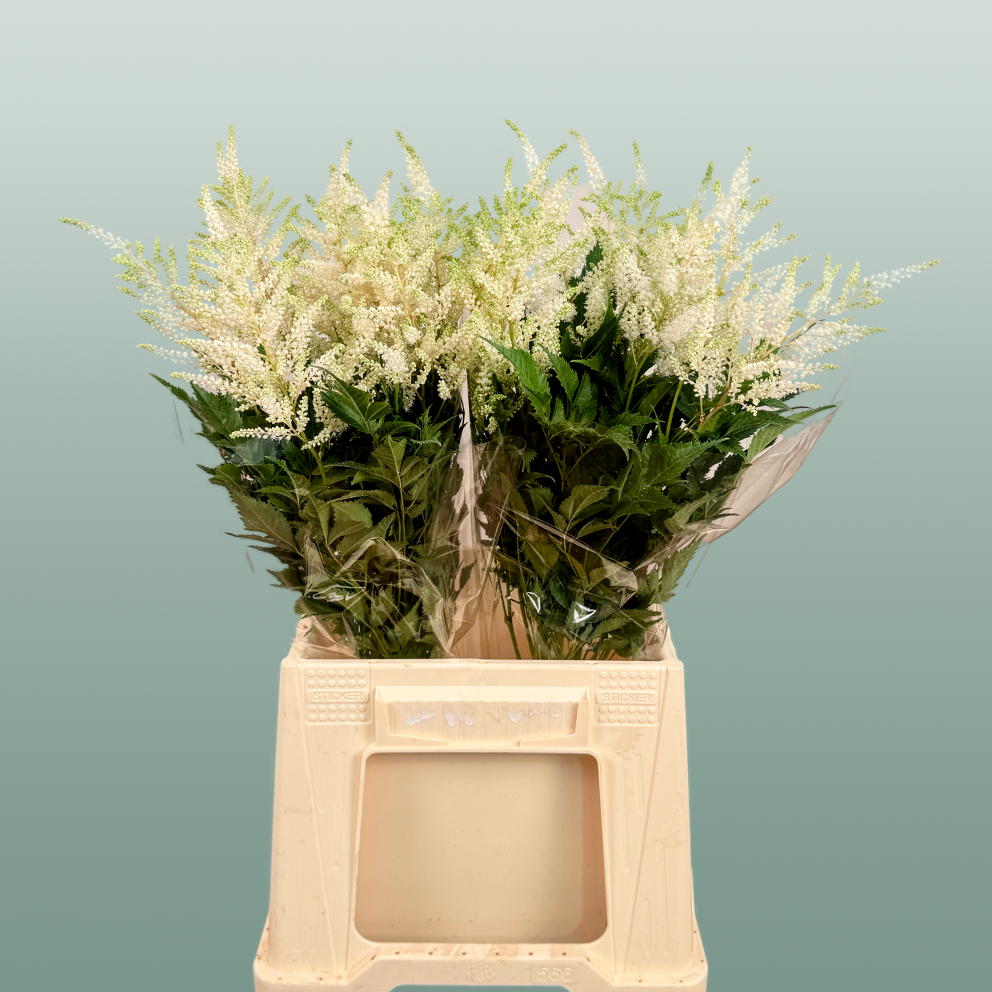 Astilbe Washington (20 Stems)