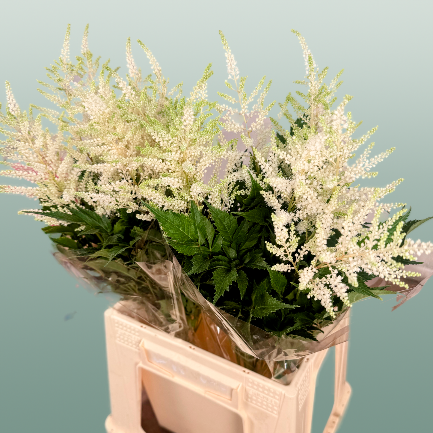 Astilbe Washington (20 Stems)
