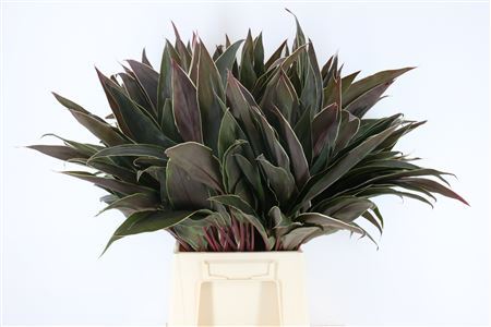 Cordyline - Plastic