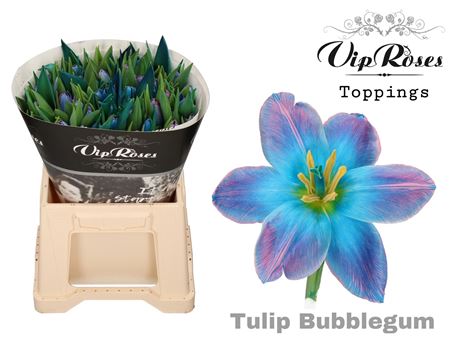 Blue Tulip ‘Bubblegum’ Tulipa – 50 Stems