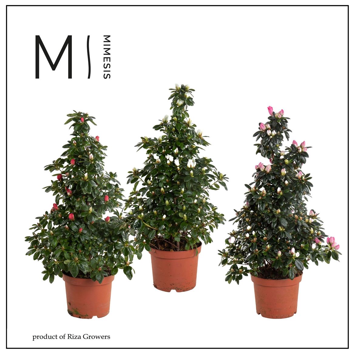Rhodo Si Gemengd Piramide