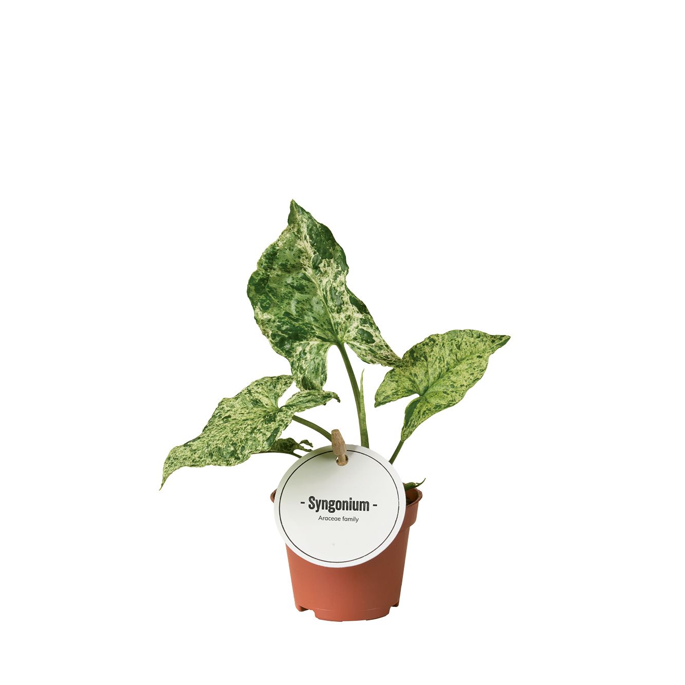 Syngonium Mottled