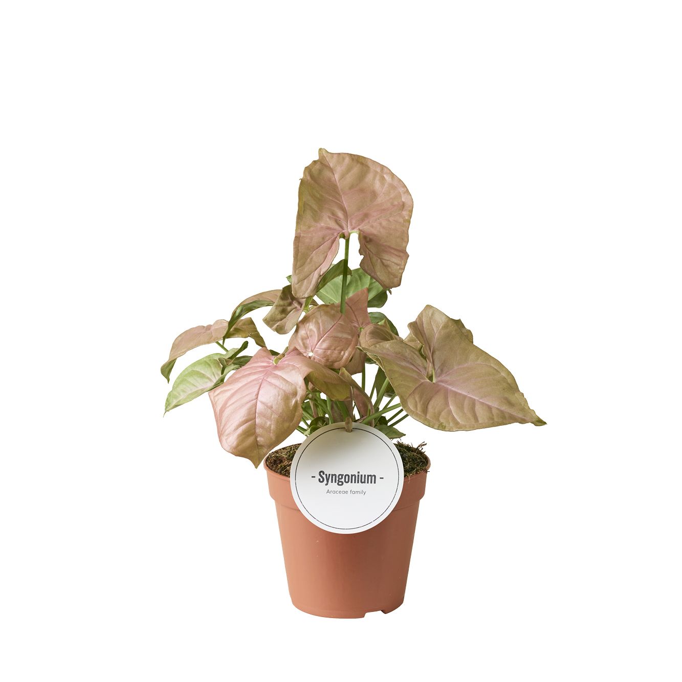 Syngonium Neon