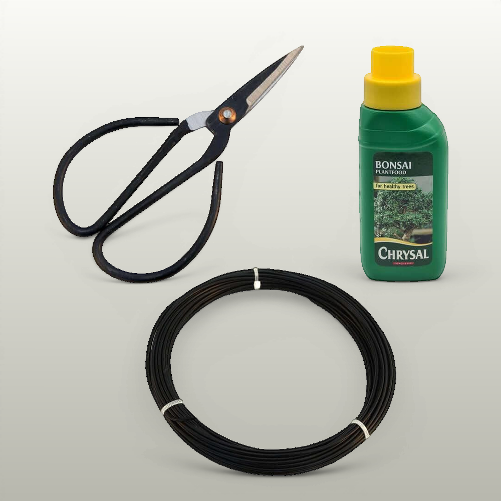 Bonsai Tree Starter Kit