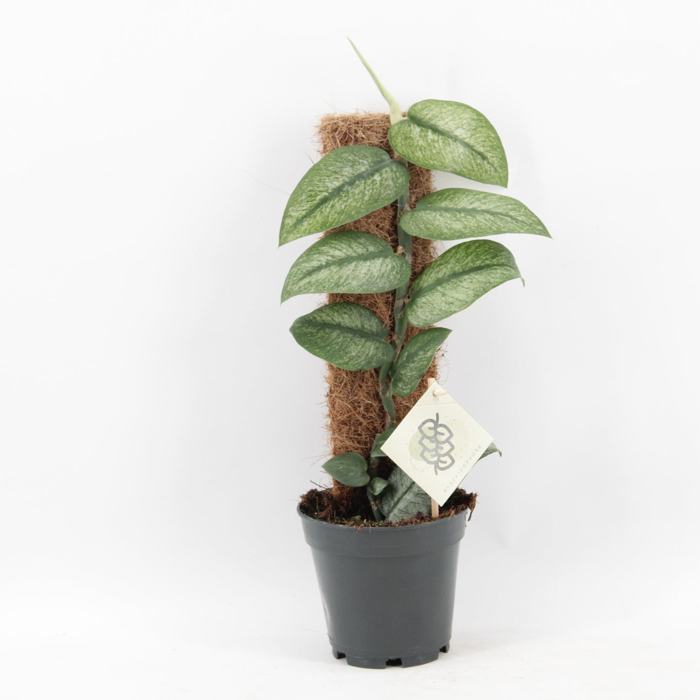 Green Plants Other