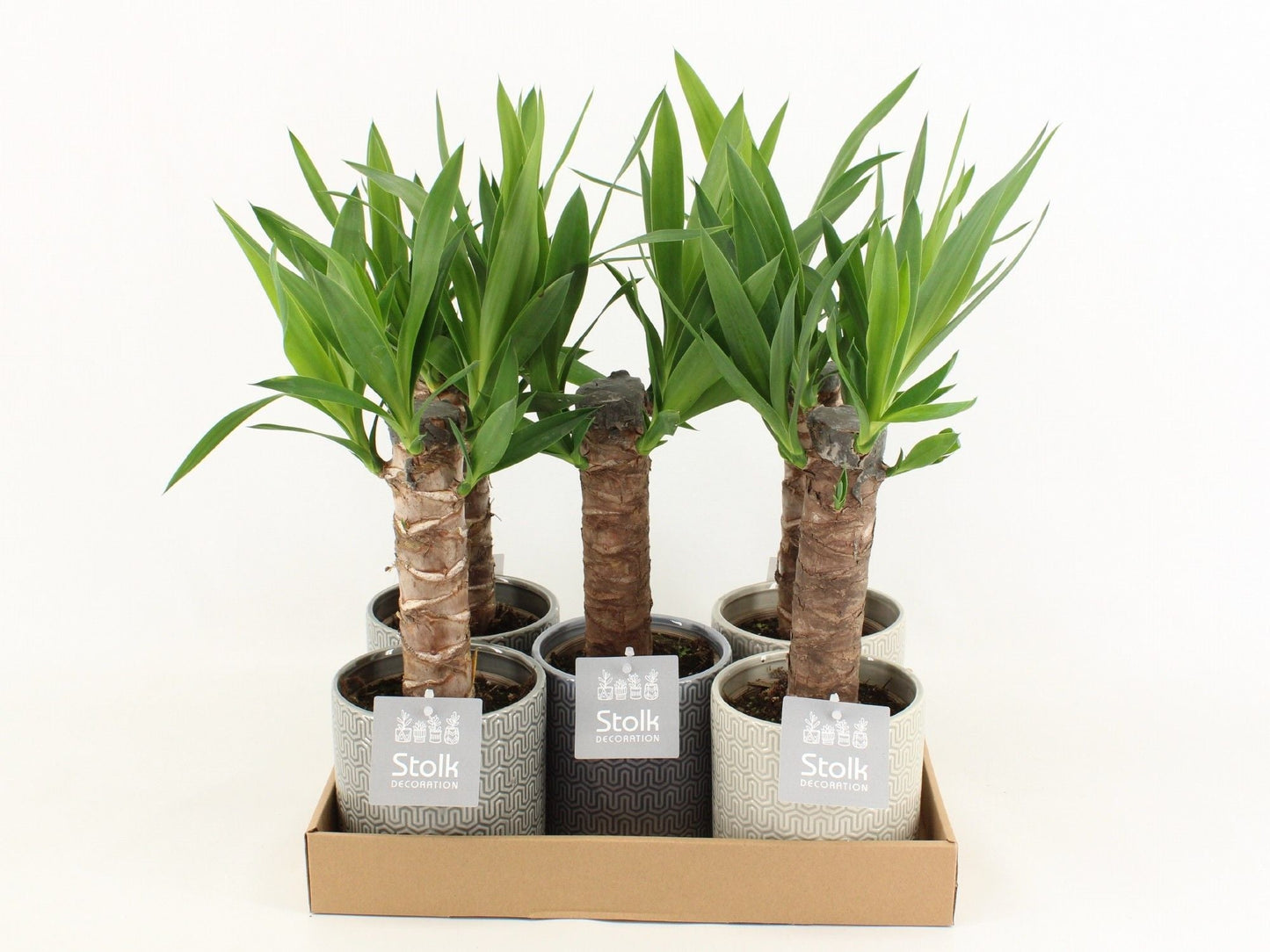 Yucca Keramiek Gaia