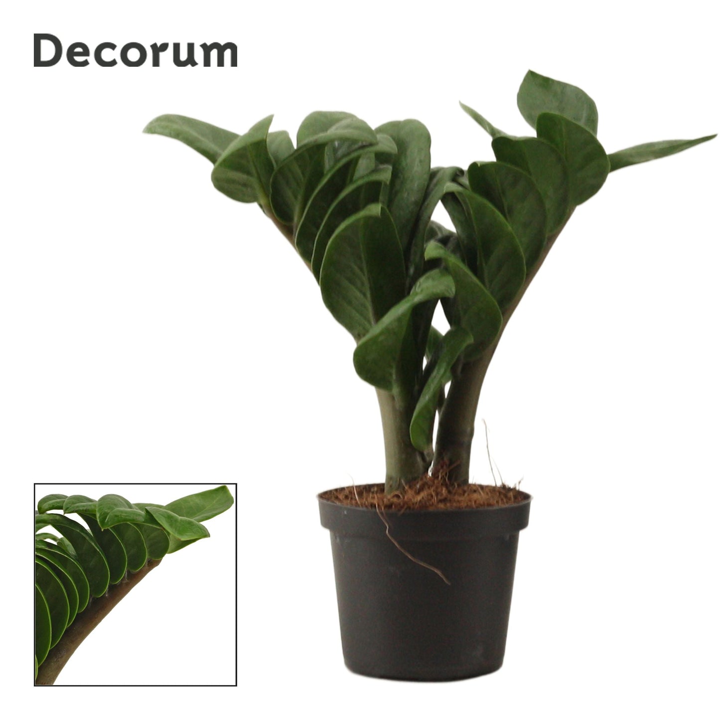 Zamioculcas Zamiifolia Zenzi