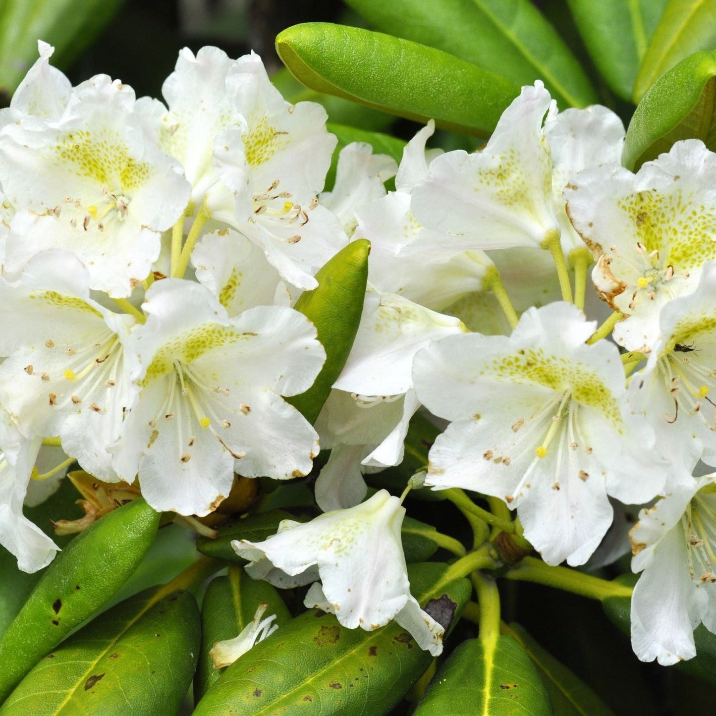 Rhododendron Dwarf White €˜Dora Amateis€™ 2L