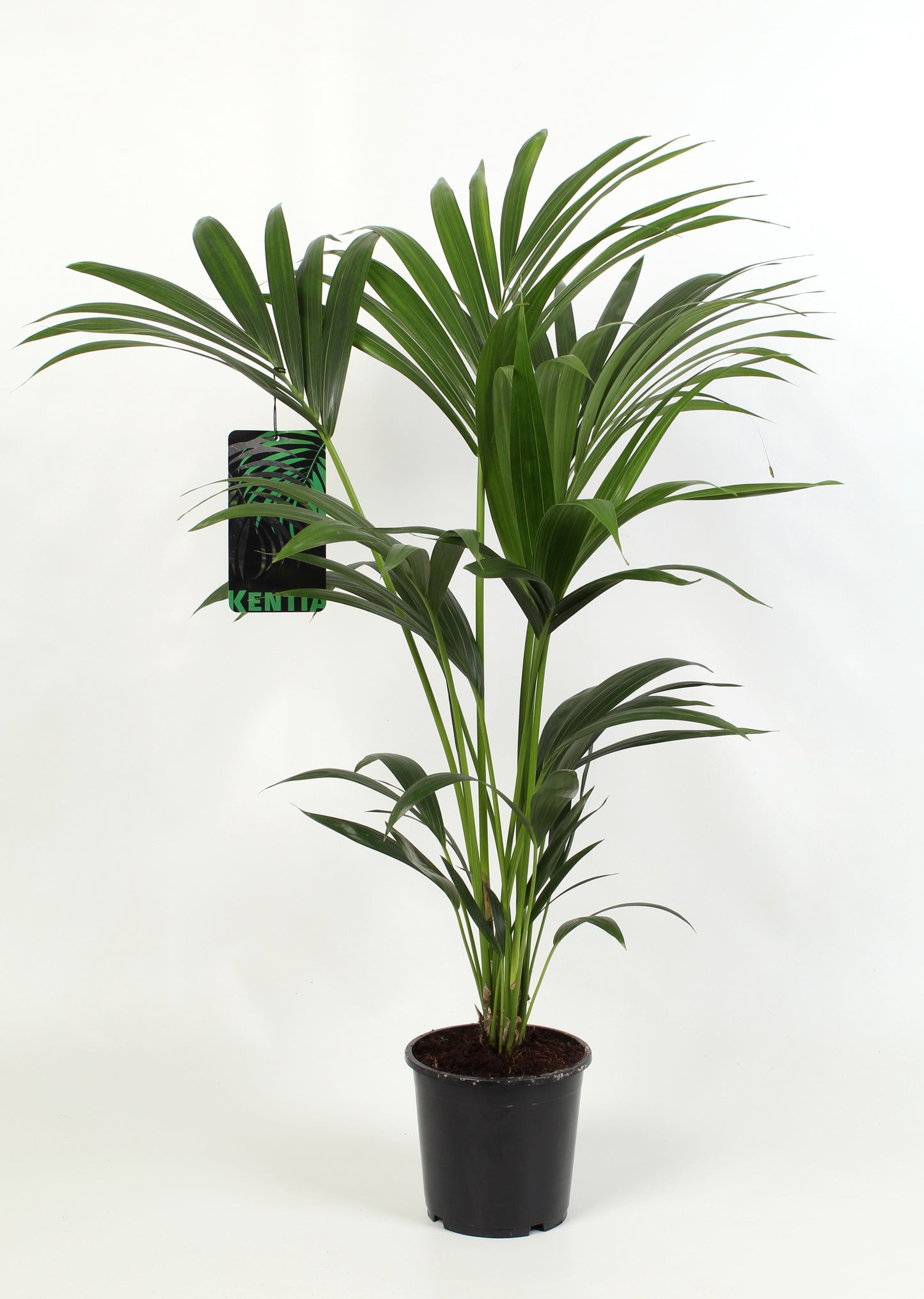 Howea Forsteriana 4pp