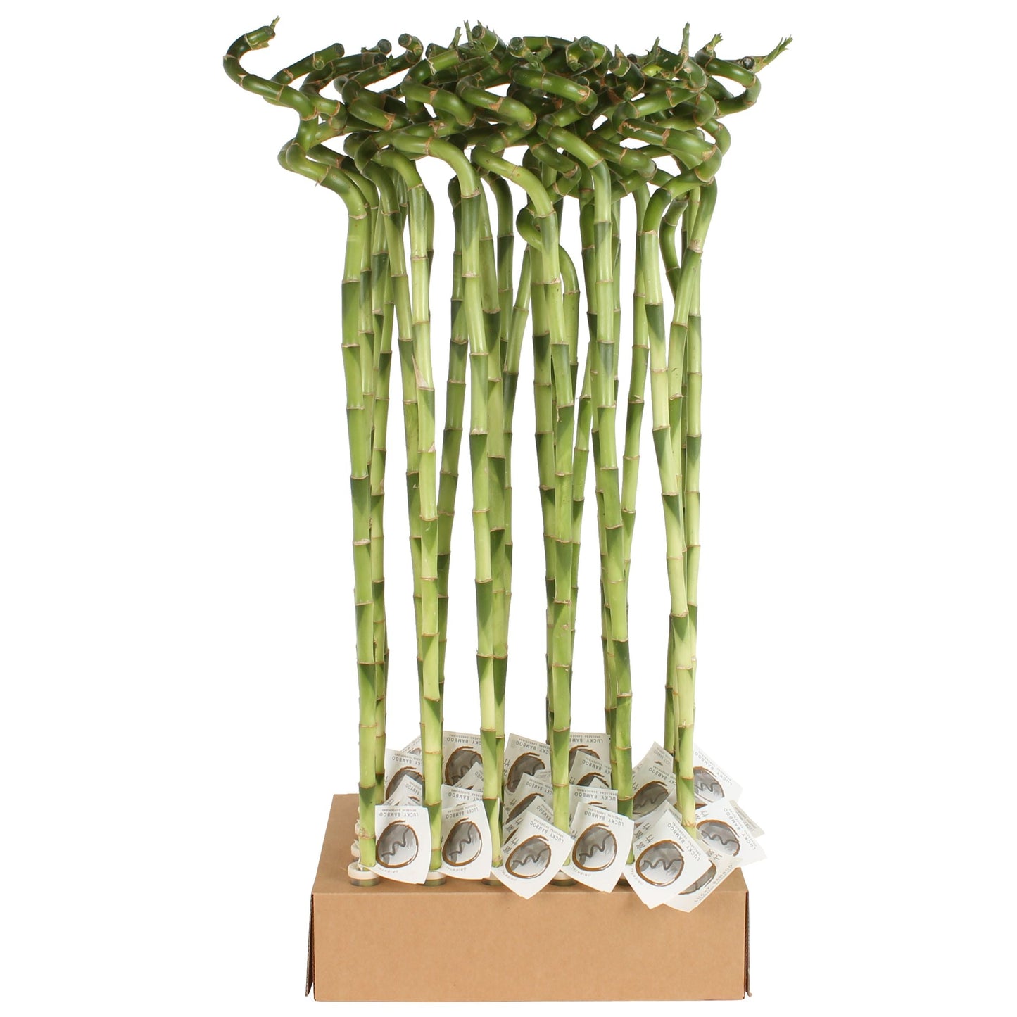 Dra Lucky Bamboo Spiral