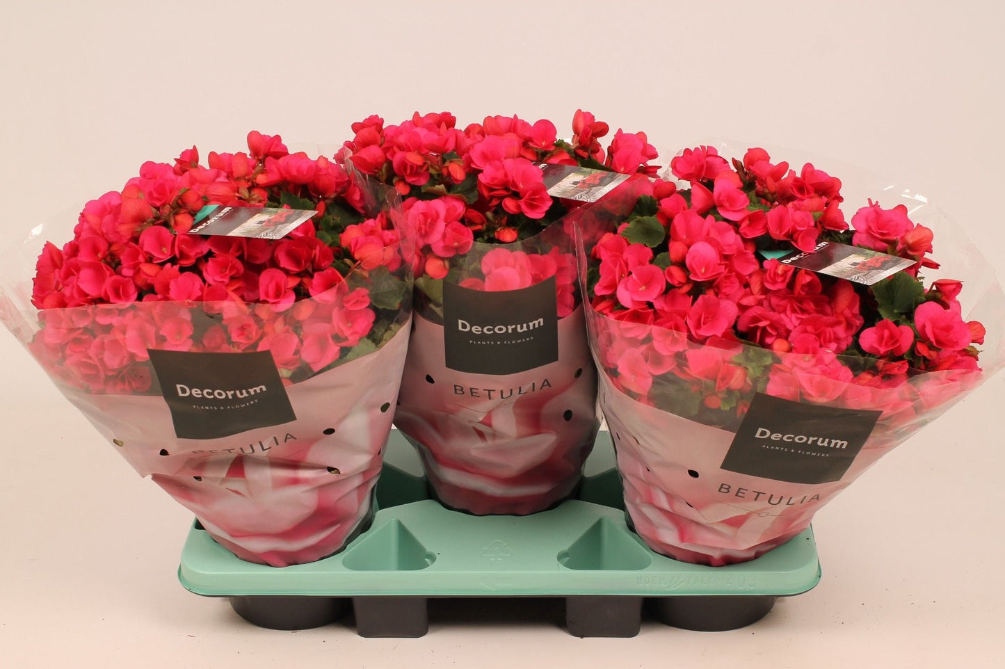 BegoniaBetulia Lila