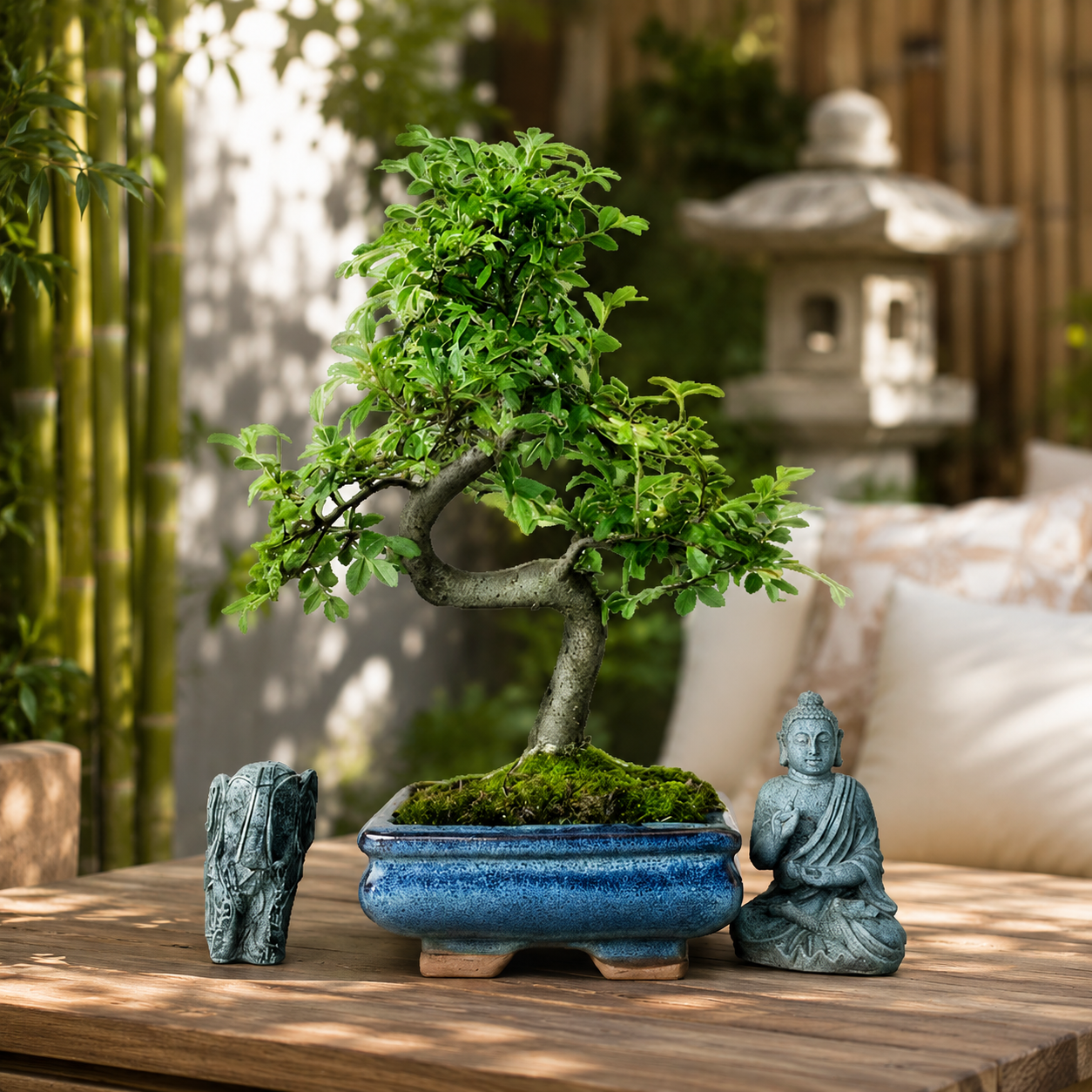 Chinese Elm (Ulmus Parvifolia) Bonsai Tree | Shaped | In 15cm Pot