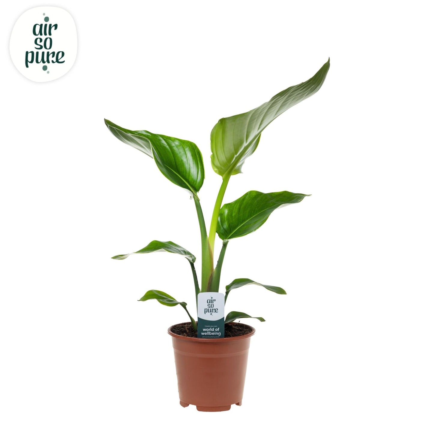 Strelitzia Nicolai 1pp
